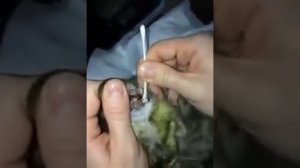 Как чистить коту ушки и лечить отодектоз ушной клещ