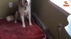 Милота ? Подборка Смешных Видео С Кошками И Собаками 2022 #12