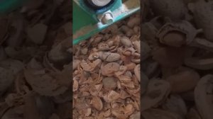 Миндаль извлечение ядра.