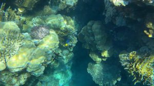 Коралловый риф 4K под релакс музыку | Красное море | coral reef | relax