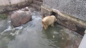 белый медведь в ленинградском зоопарке