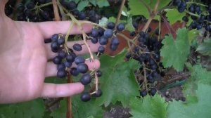 Виноград Красень