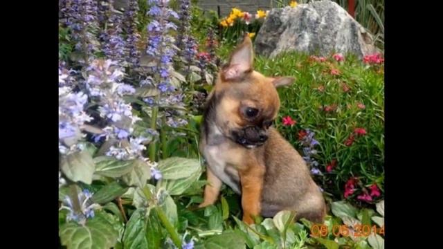 Слайд-шоу "от Кинг Ин" Помёт "К" Д.р. 26.02.14. смотреть онлайн