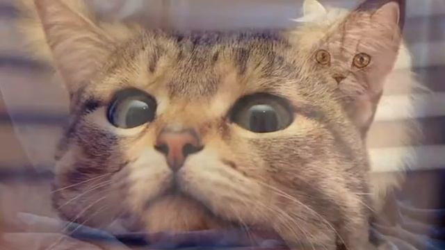 Беззерновые сухие корма для кошек смотреть онлайн