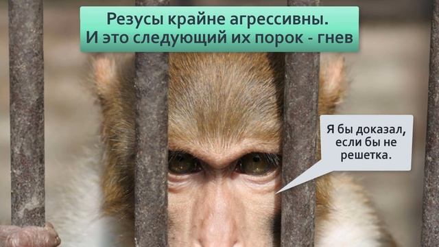 Макака резус. Яркое олицетворение 7 смертных грехов. Жизнь агрессивных мартышек.