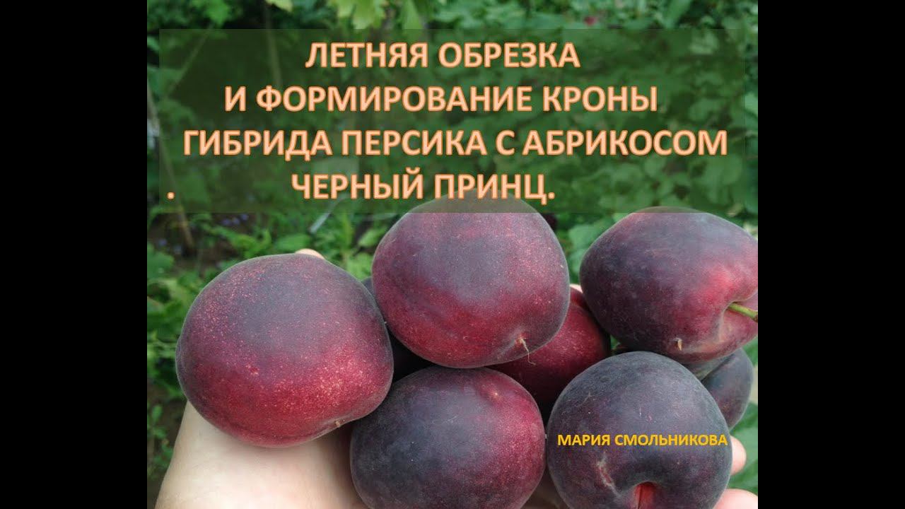 Летняя обрезка гибрида персика с абрикосом Черный принц.