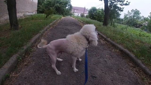 Стрижка пуделя! Стрижка лев ?! Результат! смотреть онлайн