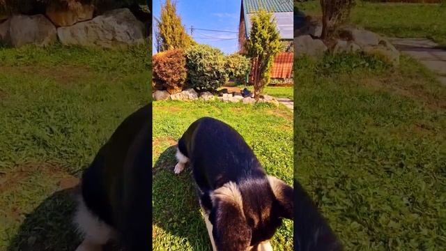 ВЕО Бронислав. БРОНИСЛАВ. ОН ЖЕ БРОНИК. ОН ЖЕ БРОНЯ....#dog ,#овчарка ,#вео ,#собака ,#моясобака ,