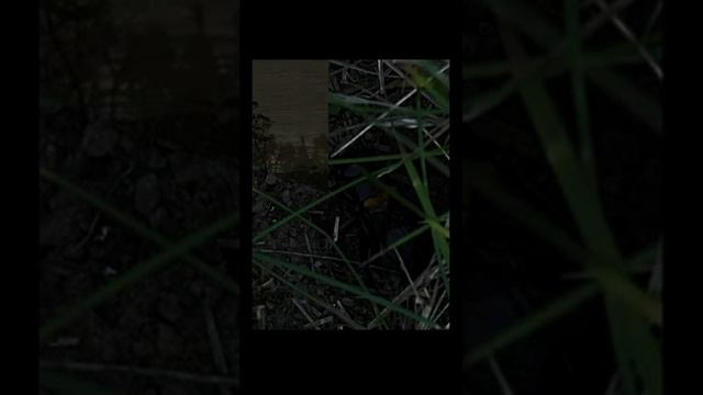 Звуки ночи на опушке леса