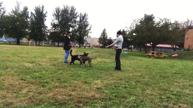 Brady & Hannah Leash test смотреть онлайн