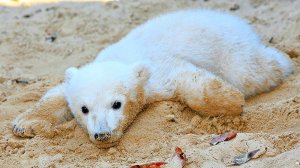 МАТЬ СРАЗУ ОТКАЗАЛАСЬ ОТ ЭТОГО МЕДВЕЖОНКА, НО ЭТО НЕ ПОМЕШАЛО СТАТЬ ЕМУ САМЫМ ИЗВЕСТНЫМ В ИСТОРИИ