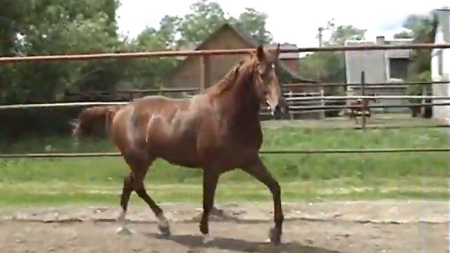 090622 COFEIIN, 01 03 2006 смотреть онлайн