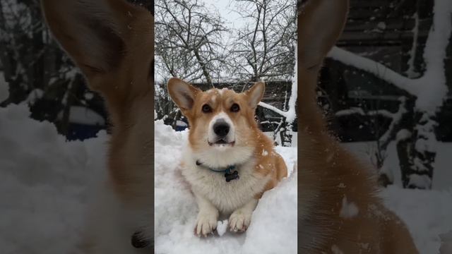 💙 #корги #коргипемброк #собакадругчеловека  #собаки #corgi #corgilife #corgilove #corgiworld