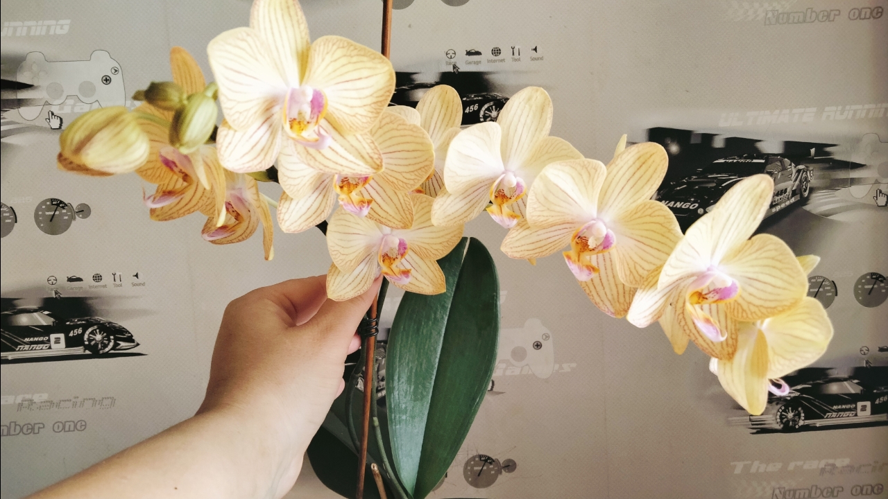 Орхидея Phalaenopsis Torino  (Торино) Второе цветение!