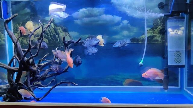 my fish aquarium(2) смотреть онлайн