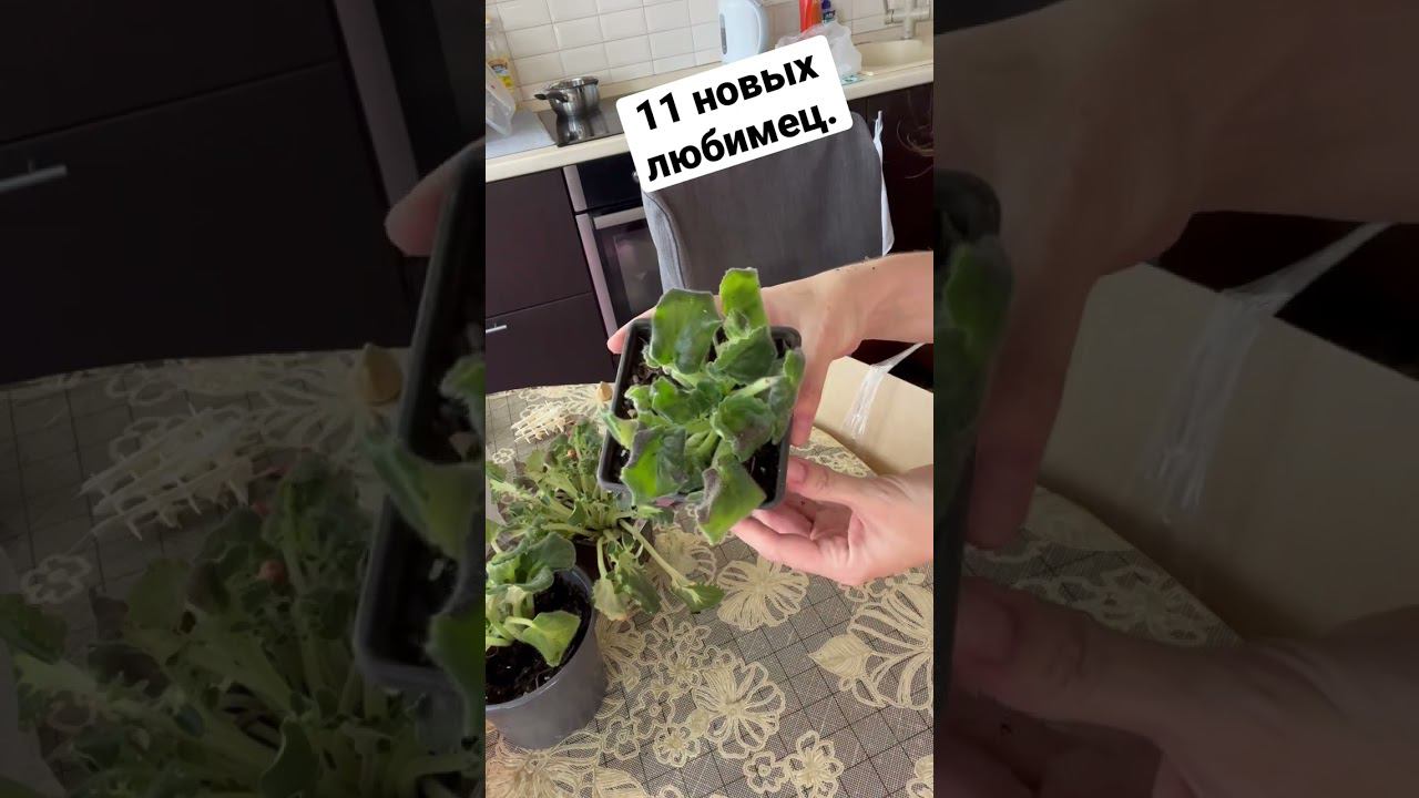 Мне отдали 11 горшочков с фиалками. Показывать их посадку, обработку, ковыряшки? #Цветочныйдоктор