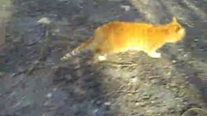 Cat with bronchitis - Кот с бронхитом