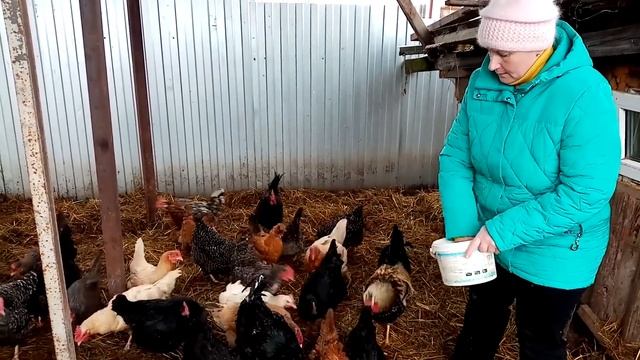 Почему без ТЫКВЫ кур держать НЕЛЬЗЯ, смотреть онлайн