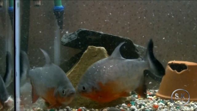 Бензин и пираньи-два несовместимых компонента! Канистра с бензином сохранила рыбе жизнь. смотреть онлайн