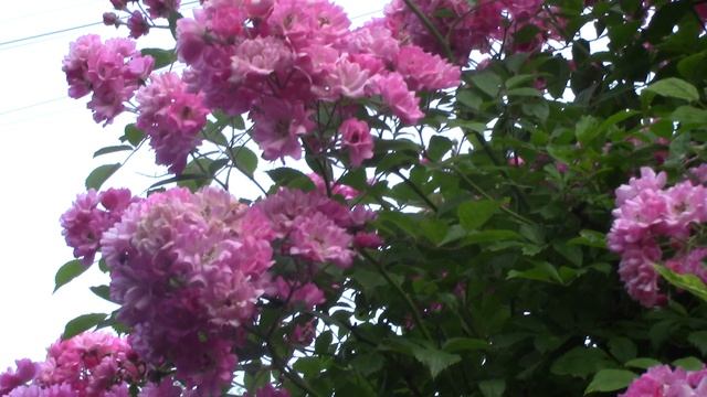 Плетистая роза Ватсбург..mp4 смотреть онлайн