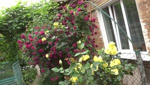 Розы в саду 2020