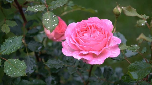 David Austin Rose: Jubilee Celebration (1st year)