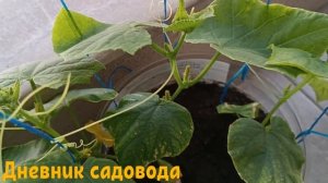 ПОТРАТЬТЕ ВСЕГО 1 МИНУТУ И СОБИРАЙТЕ ОБИЛЬНЫЙ УРОЖАЙ ОГУРЦОВ! Подкормка нашатырным спиртом