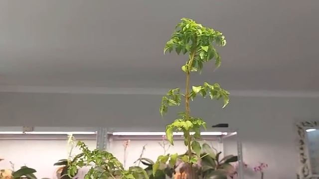 Как я провезла растения через таможню Египта. смотреть онлайн