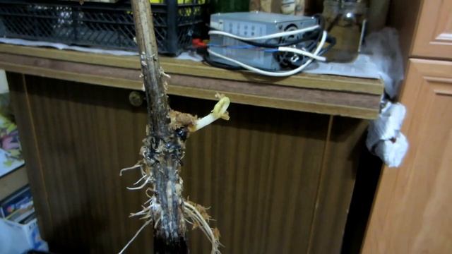 Виноград. Размножение винограда. Виноград из черенка от А до Я! Проращивание корней на черенке .ч.2