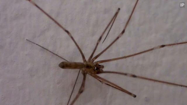 Long-bodied Cellar Spider (Pholcus phalangioides) - Italy смотреть онлайн