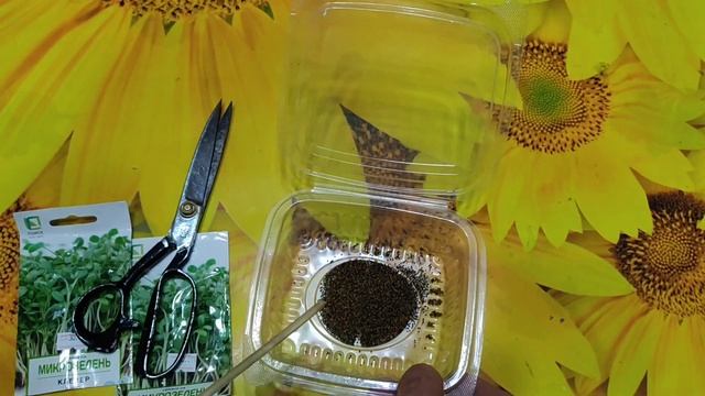 Как прорастить микро зелень клевер без земли. смотреть онлайн