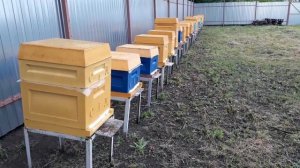 ТОНУТ ЛИ ПЧЁЛЫ В КОРМУШКЕ СТАВИМ ПОИЛКУ И ПРОБУЮ КОРМИТЬ ВЁДРАМИ