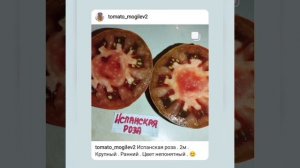 Обзор томатов Секрет Алиферова , Седой принц , Ослиные уши , Монисто шоколадное и Испанская роза .