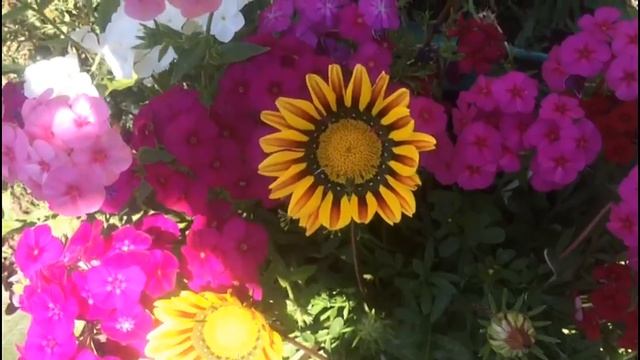 Гацания - южноафриканская ромашка. Почему она обязательно должна расти в вашем саду.... смотреть онлайн