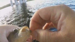 ОКУНЬ НА ТЕЙЛ- "СПИННЕР В ИЮЛЕ" 2022.