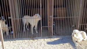 Бугай Алабай. Агрессия собаки. Кнут и пряник.