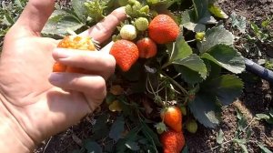 Обзор сорта клубники Эльсионора осенью.