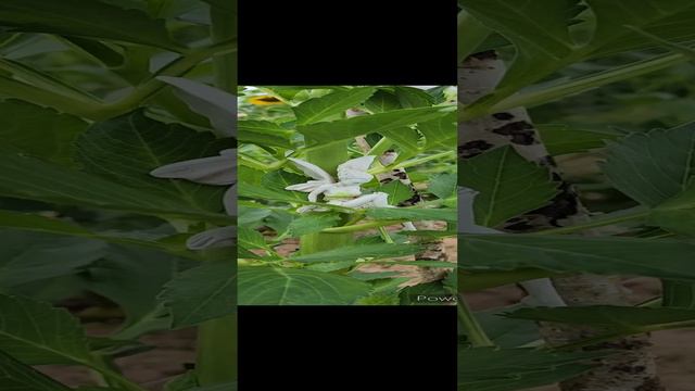 Цветочная ФЕЯ в моем саду