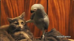 Попугай грузит кота