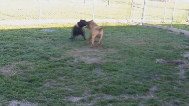 Самые опасные собаки в мире! смотреть онлайн