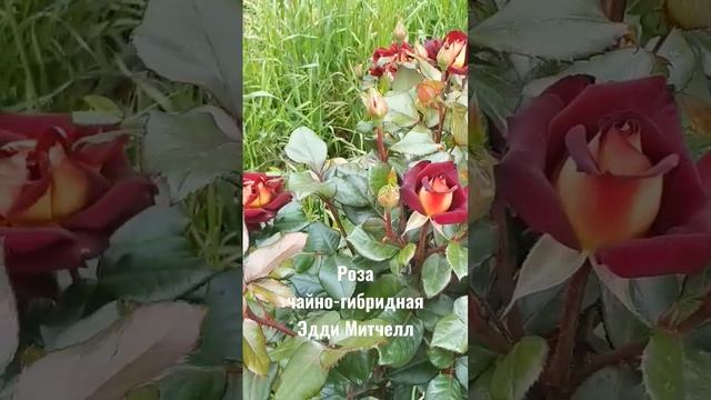 Роза чайно-гибридная Эдди-Митчел смотреть онлайн