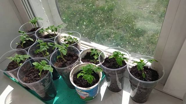 Помидоры Сорт Балконное Чудо Tomatoes Variety Balcony Miracle смотреть онлайн