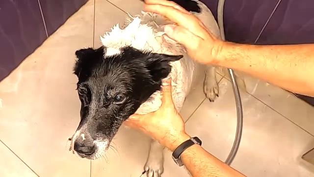 Как сделать натуральный собачий шампунь. смотреть онлайн