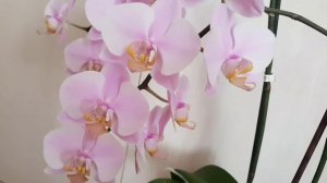 Орхидея САЛИНАС Phalaenopsis Salinas цветение орхидеи orchid orchids цветет
