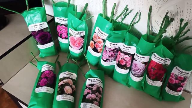 Розы 2022. Какие сорта я буду сажать в этом сезоне. Закупка с #ЦветиЧувашия от Волжский сад. смотреть онлайн