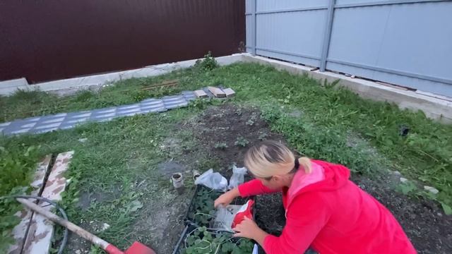 О важном минусе жизни на юге. 6 соток счастья. Посадка земляники осенью. Будни станичников. смотреть онлайн