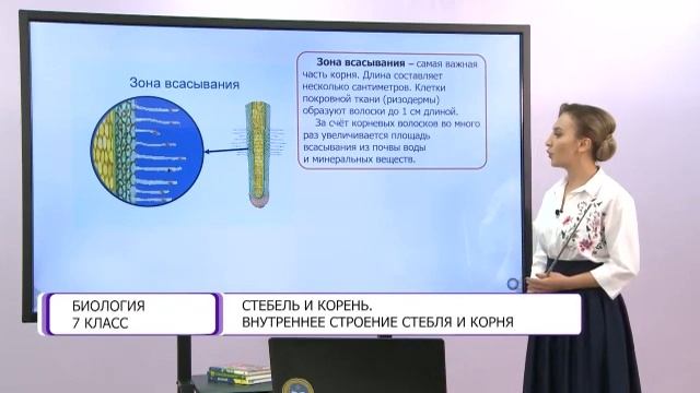 Биология. 7 класс. Стебель и корень. Внутреннее строение стебля и корня /20.11.2020/ смотреть онлайн