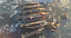 Первый лёд. Ловим щуку на балансир