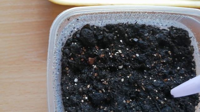 Сеем петунию и какие сорта я выбрала (цветы) смотреть онлайн