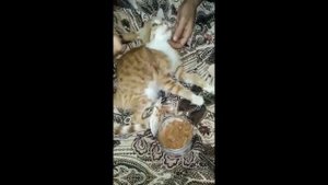 Orange kitten hit on the head